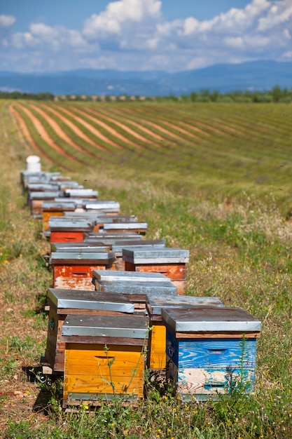 Bienenstöcke auf dem Lavendelfeld in der Provence, Frankreich