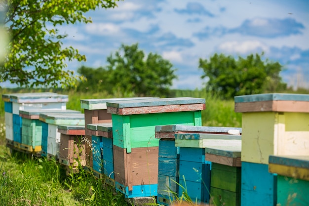 Bienenstöcke im Bienenhaus. Bienen bereit für Honig. Imkerei