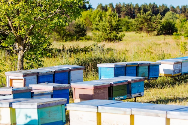 Bienenstöcke im Bienenhaus Leben der Arbeitsbienen Arbeitsbienen in der Bienenstock-Imkerei