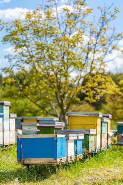 Bienenstöcke in einem Bienenhaus mit Bienen, die zu den Landebrettern fliegen Imkerei Bienenraucher auf Bienenstock Landwirtschaftliches Konzept