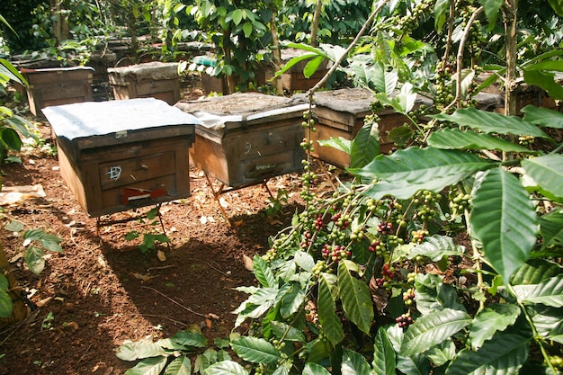 Bienenstöcke in einem Bienenhaus mit Bienen, die zu den Landebrettern fliegen, Rahmen eines Bienenstocks. Imkerinspektion