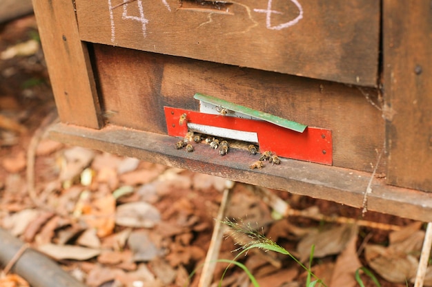 Bienenstöcke in einem Bienenhaus mit Bienen, die zu den Landebrettern fliegen, Rahmen eines Bienenstocks