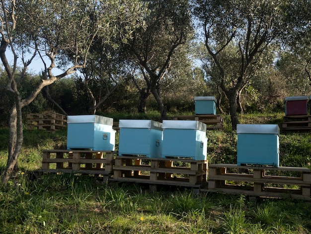 Bienenstöcke in einem Feld
