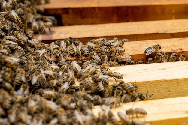 Bienenstöcke pflegen Bienen mit Waben und Honigbienen. Imker öffnete Bienenstock, um einen leeren Rahmen mit Wachs für die Honigernte einzurichten.