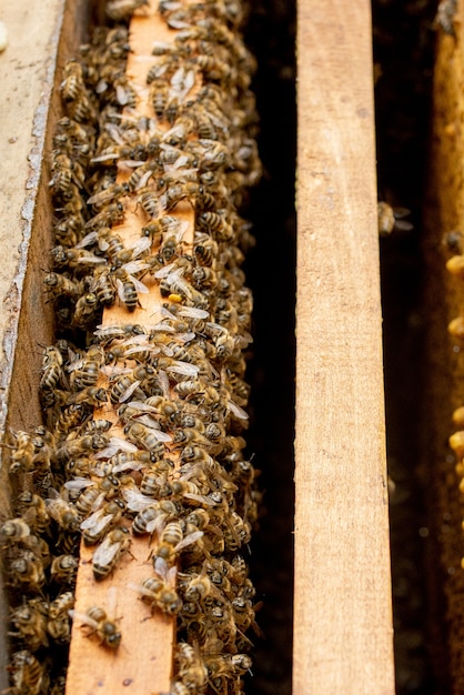 Bienenstöcke pflegen Bienen mit Waben und Honigbienen