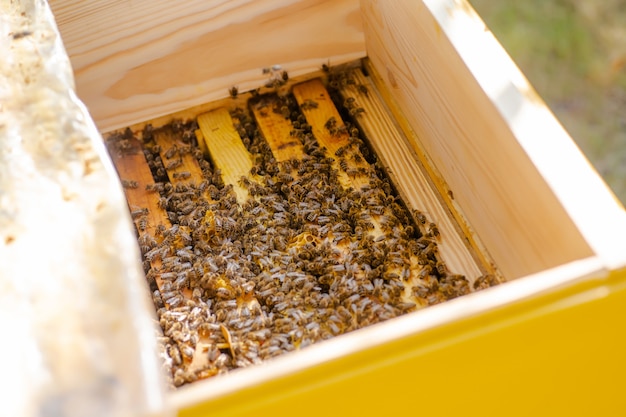 Bienenstöcke pflegen Bienen mit Waben und Honigbienen