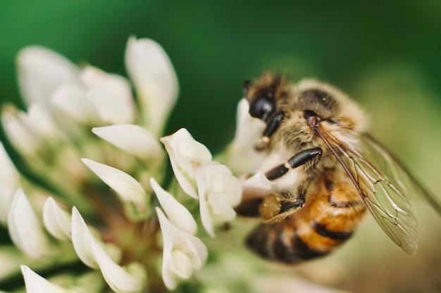 Bienentag bestäubt Biene auf einer weißen Blume mit verschwommenem Hintergrund im Garten und macht Honig