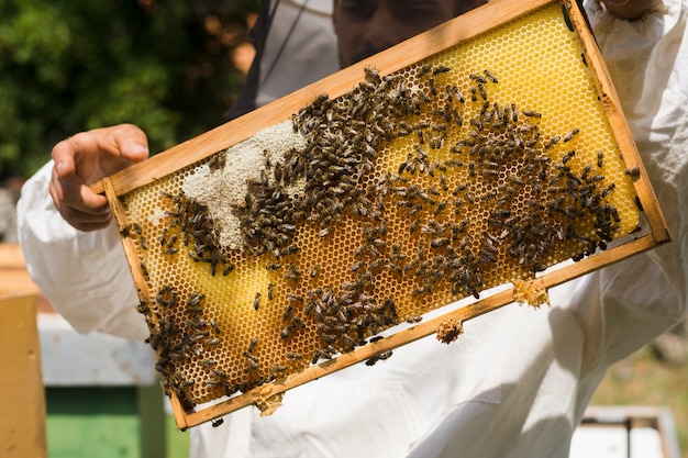 Foto bienenwabe mit bienen