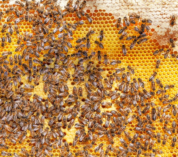 Bienenwaben Hintergrund mit Larven im Bienenstock