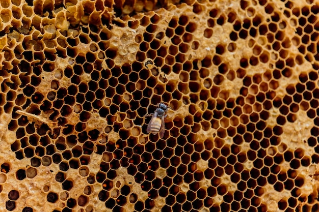 Bienenwabensaum oder Apis Florea