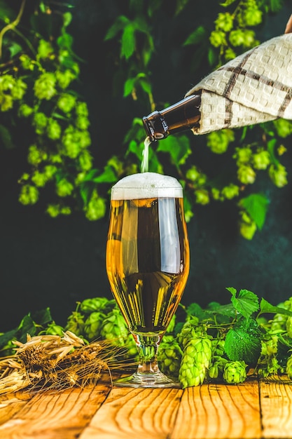 Bier in Glas gießen Stillleben mit Bier- und Hopfenpflanze im Retro-Stil Glas kaltes, schaumiges Bier und Hopfen auf dunklem Hintergrund