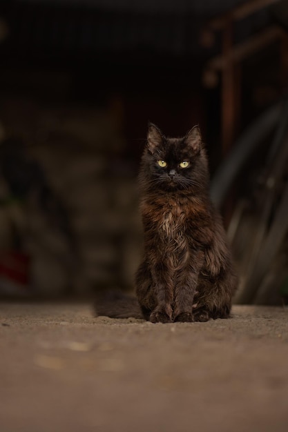 Bieten Sie die beste Umgebung, um das Leben von Katzen im Freien sicher zu halten