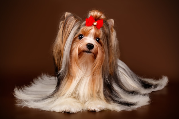 Biewer Yorkshire Terrier em fundo marrom