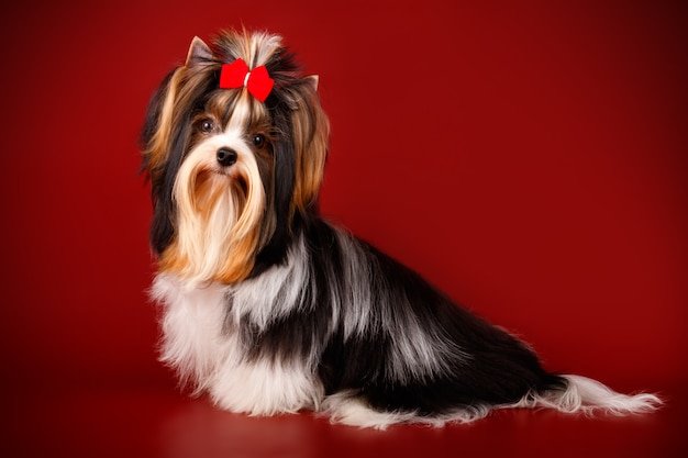 Biewer Yorkshire Terrier em fundo vermelho