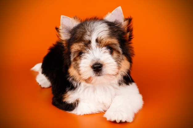 Biewer yorkshire terrier em fundo vermelho