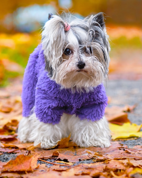 Biewer Yorkshire Terrier se encuentra sobre hojas caídas en otoño