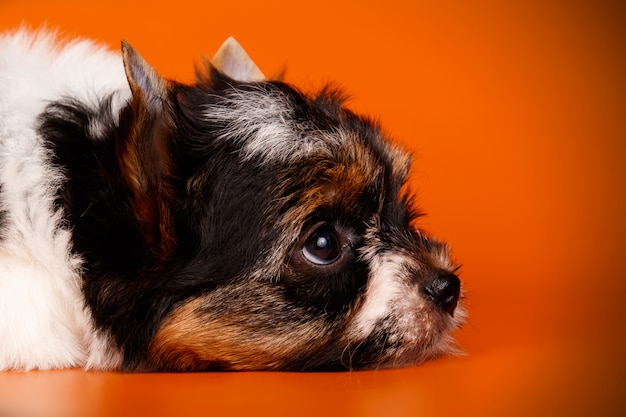 Biewer Yorkshire Terrier sobre fondo rojo.