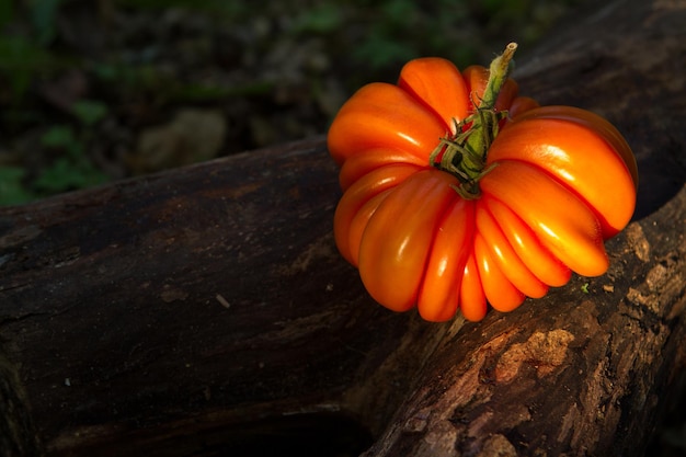 Bife de tomate heirloom