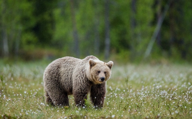 Big Bear está sentado entre las flores blancas.