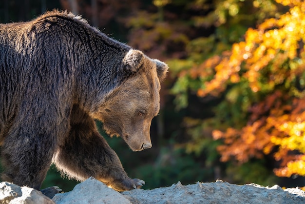 Big Bear (Ursus arctos) en el bosque de otoño