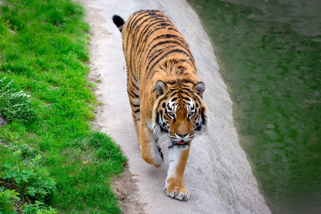 Big beautiful siberian tiger andando por aí. símbolo do ano novo chinês de 2022