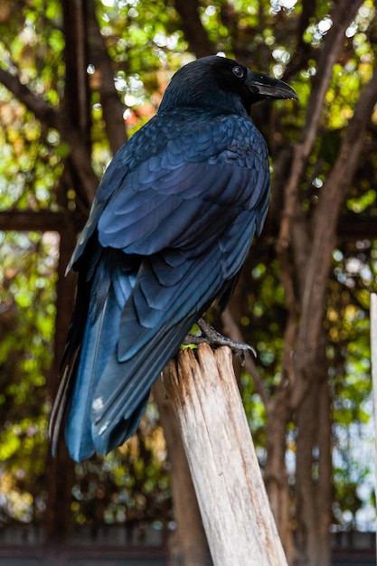 Big Black Raven sentado em um galho fechado