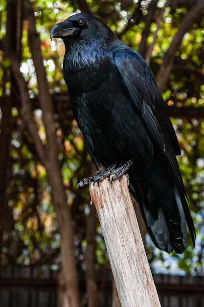 Big Black Raven sentado en una rama de primer plano