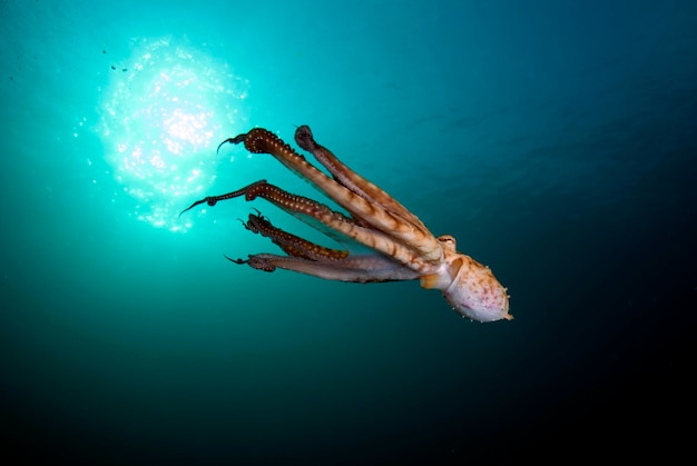 Big Blue Octopus nada en aguas abiertas. Vida marina de Bali, Indonesia.