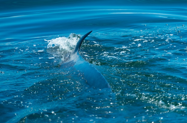 Big Bryde&#39;s Whale schwimmen an der Wasseroberfläche