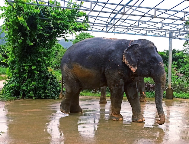 Foto big elephant caminando en el santuario de phuket, tailandia