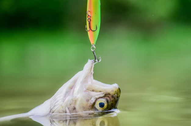 Big Game Fishing Hobby- und Sportfischerei am See Guter Fischfang am Haken Patt und Hoffnungslosigkeit Fliegenfischen Forellen Erholung und Freizeit Forellenköder Fangfische fallen in die Falle