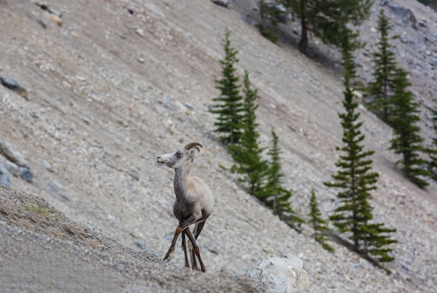 Big-Horned Sheep, en el Parque Nacional de Banff en otoño, Montañas Rocosas, Canadá