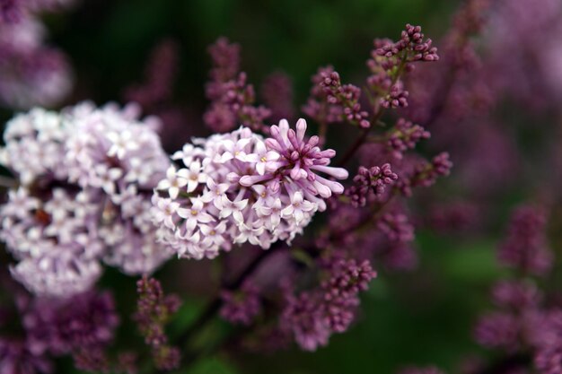 Big lila Zweig blühen Helle Blüten des Frühlings Flieder Busch Frühling blau lila Blumen closeup auf verschwommenen Hintergrund Blumenstrauß aus lila Blumen