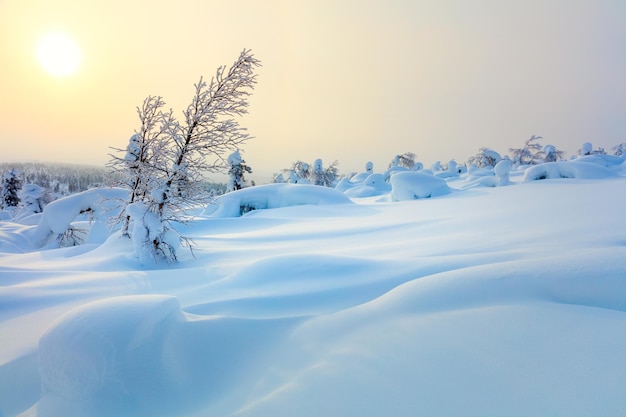 Big Snow Northern Winter Sunset Paisagem espumante árvores cobertas de neve e grandes bancos de neve vale papel de parede