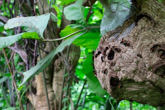 Big Wasp à procura de comida dar Larva no ninho de vespas