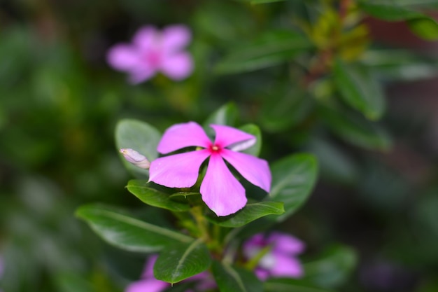 Bígaro de Madagascar (Catharanthus roseus) flor que florece en el jardín