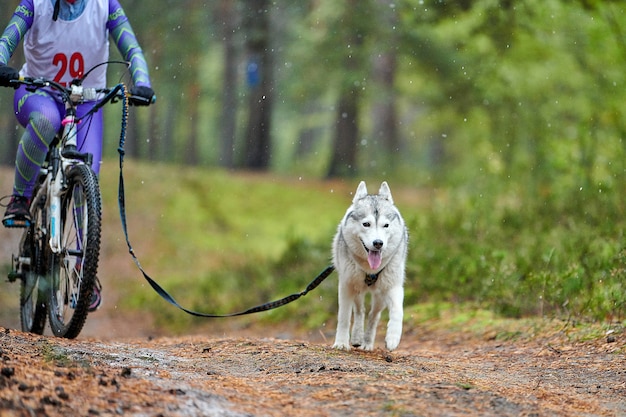 Bikejoring carrera de mushing de perros