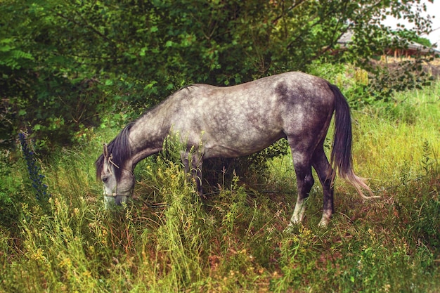 Bild angebundenes Pferd, das in einem Wäldchen weidet