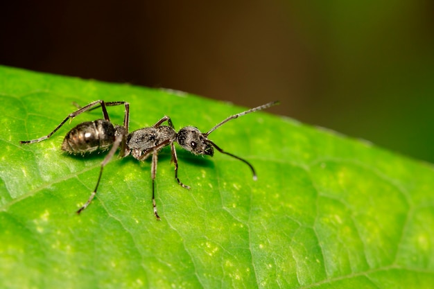 Bild der Ameise (Polyrhachis taucht) auf grünem Blatt. Insekt. Tier.