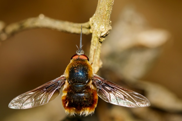 Bild der Biene fliegt oder Bombyliusmajor auf trockenen Niederlassungen. Insekt. Tier.