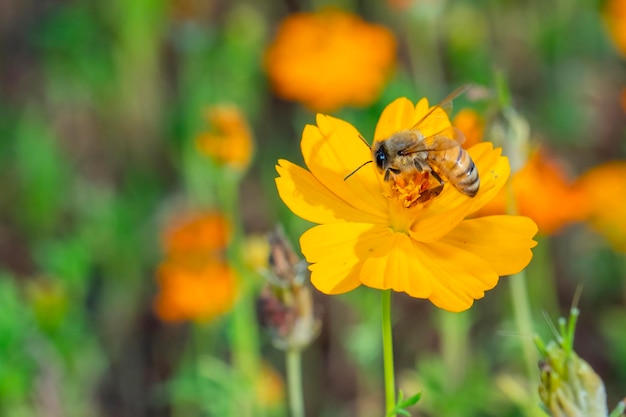 Bild der Biene oder Honigbiene auf gelber Blume sammelt Nektar Goldene Honigbiene auf Blütenpollen Insektentier