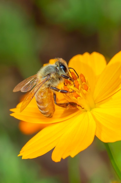 Bild der Biene oder Honigbiene auf gelber Blume sammelt Nektar Goldene Honigbiene auf Blütenpollen Insektentier