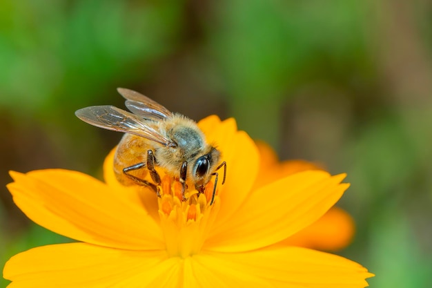 Bild der Biene oder Honigbiene auf gelber Blume sammelt Nektar Goldene Honigbiene auf Blütenpollen Insektentier