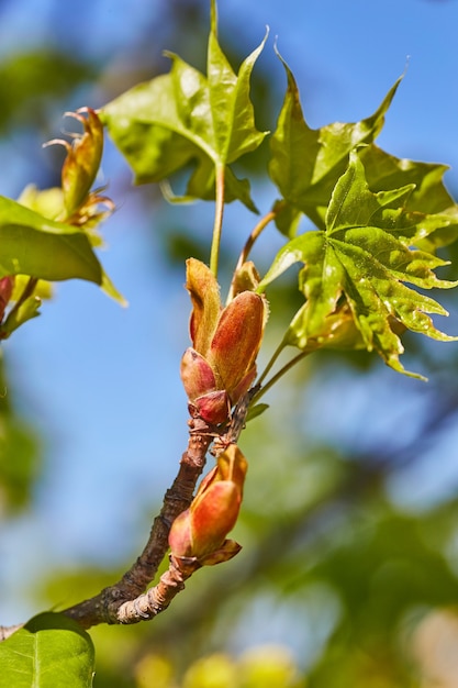 Bild der Blätter des New Maple Tree, die im Frühjahr sprießen