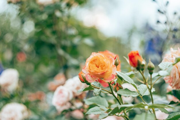 Bild der Blumenpflanze der großen Gartenspass-Rose Floribunda auf verschwommenem, unscharfem grünem Hintergrund. Seitenansicht