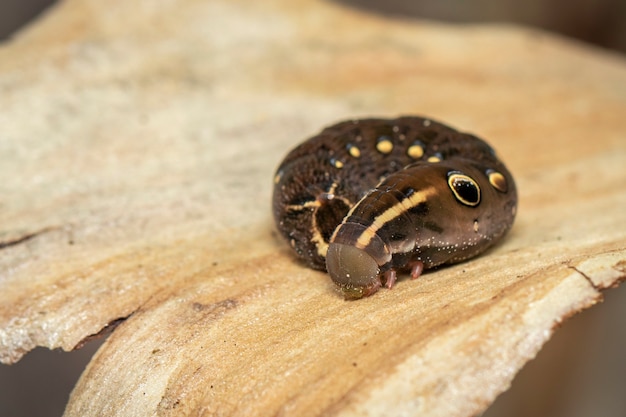 Bild der braunen Raupe. Insekt. Brauner Wurm.