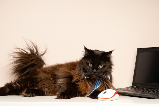 Bild der Haupt-Waschbärkatze in der gestreiften Krawatte mit Laptop im Raum