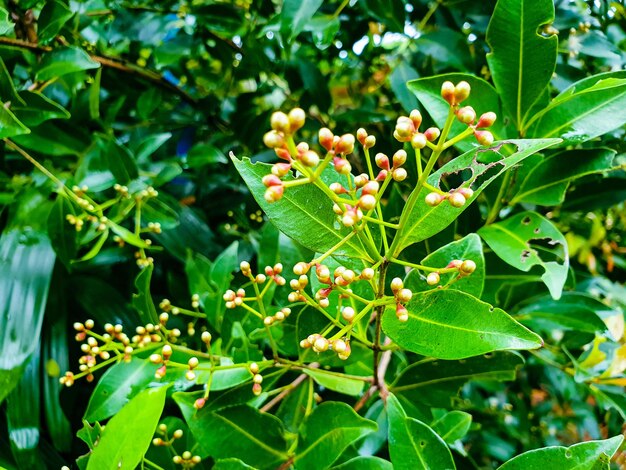 Bild der kleinen Blumenweinlese in einem formellen Garten der bunten Landschaft