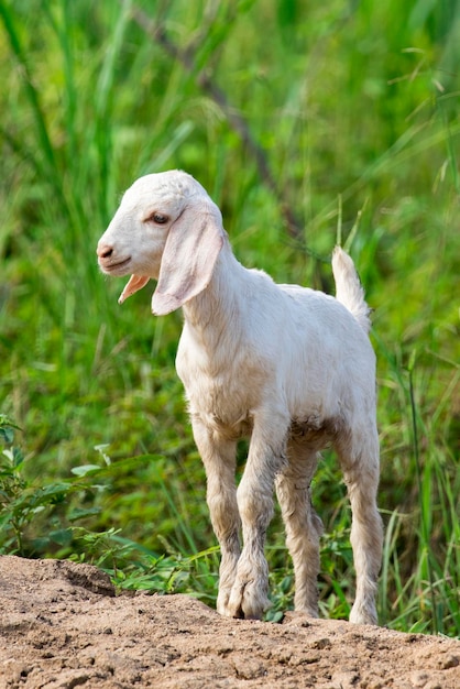 Bild der kleinen weißen Ziege auf der grünen Wiese Farm Animal