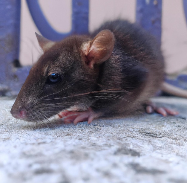 Bild der Nahaufnahme der Seitenansicht der Ratte auf grauem Hintergrund